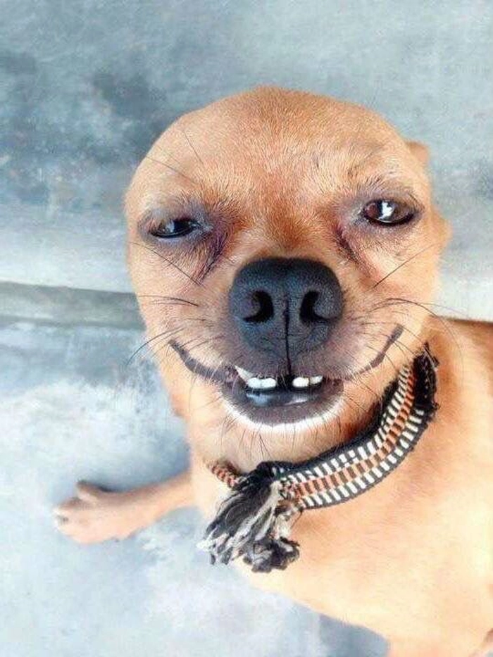 Ảnh chó Chihuahua meme hài