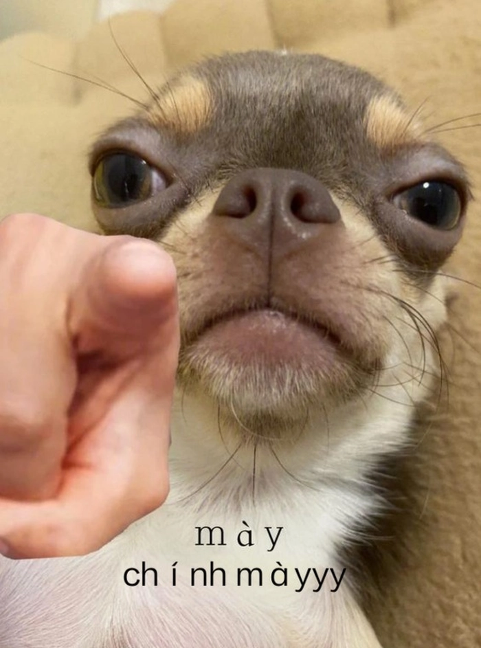 Ảnh chó Chihuahua meme ngầu