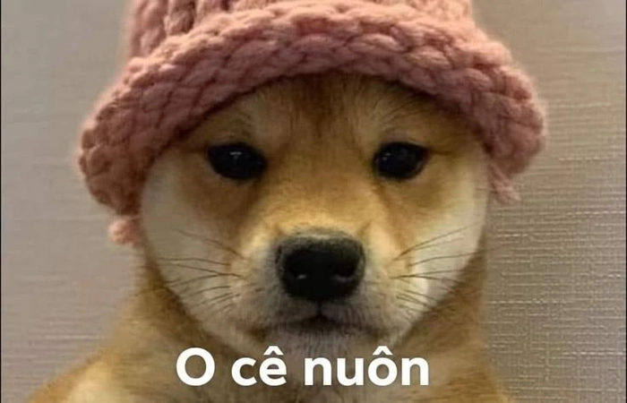 Ảnh chó bựa chế