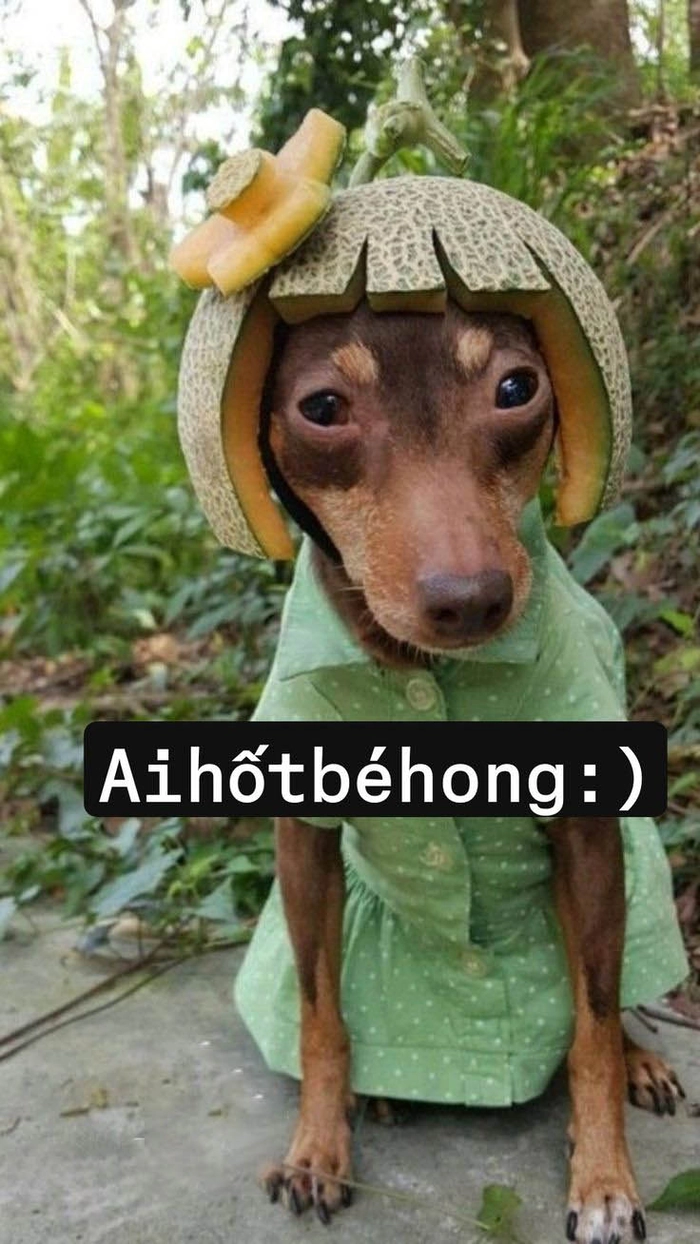 Ảnh chó bựa meme gây cười