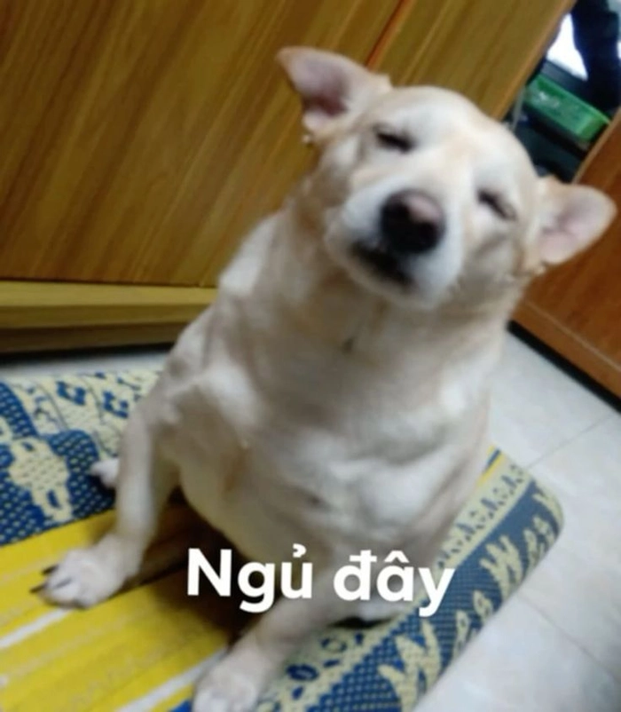 Ảnh chó buồn ngủ meme