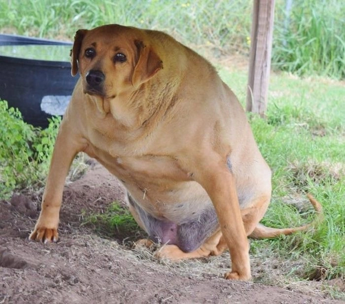 Ảnh chó cỏ meme bá đạo