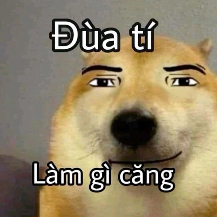 Ảnh chó cỏ meme cực hài