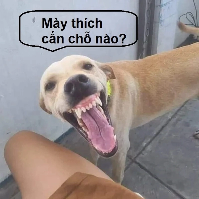 Ảnh chó cỏ meme cười ngất