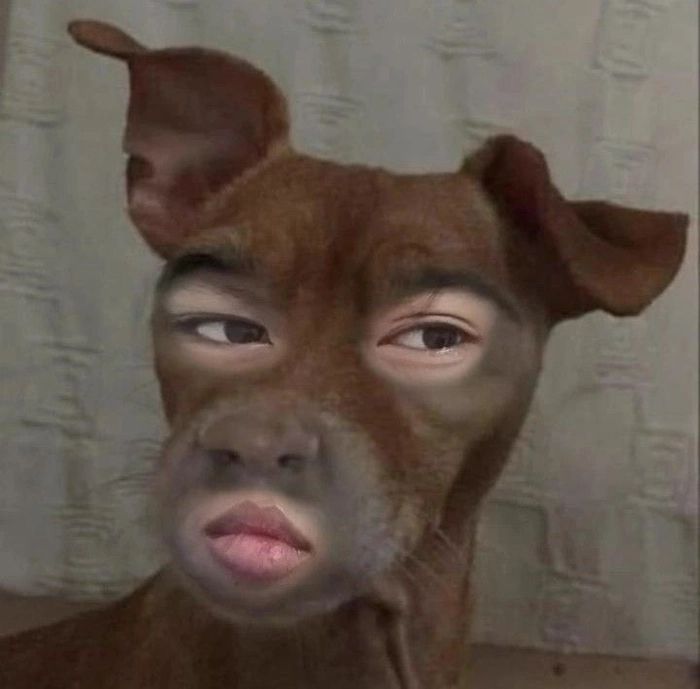 Ảnh chó cỏ meme đáng xem
