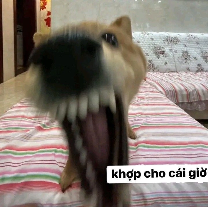 Ảnh chó cỏ meme đáng yêu