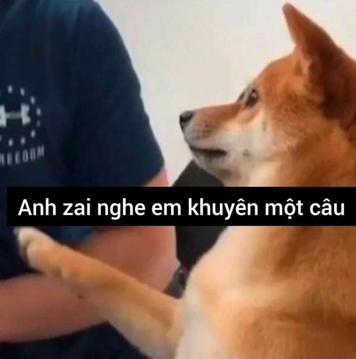 Ảnh chó cỏ meme hài hước