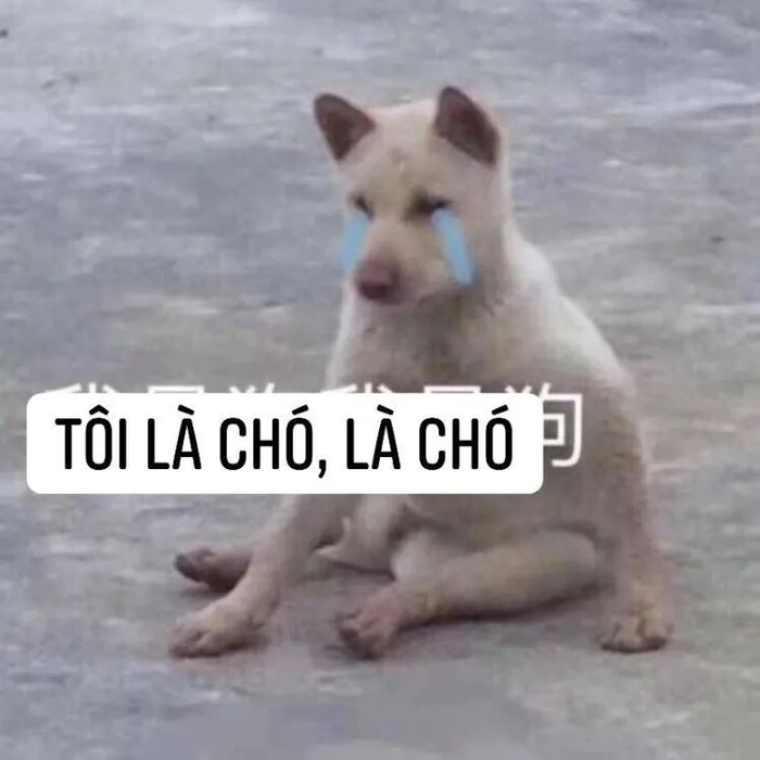 Ảnh chó cỏ meme hot trend