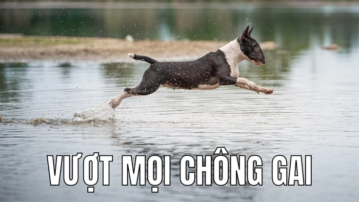 Ảnh chó cỏ meme khó đỡ