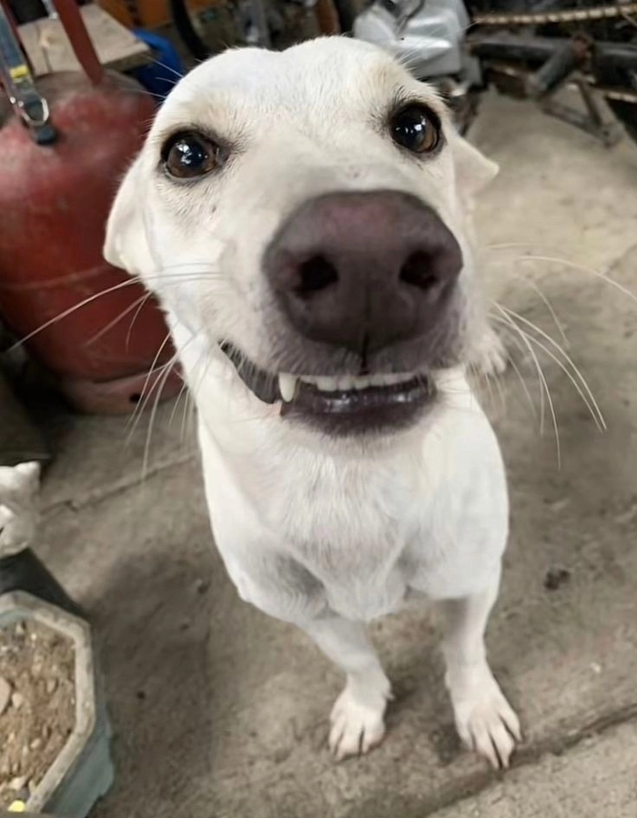 Ảnh chó cỏ meme ngầu lòi