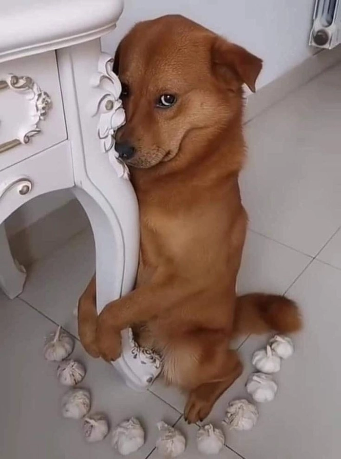 Ảnh chó cỏ meme nhìn là lú