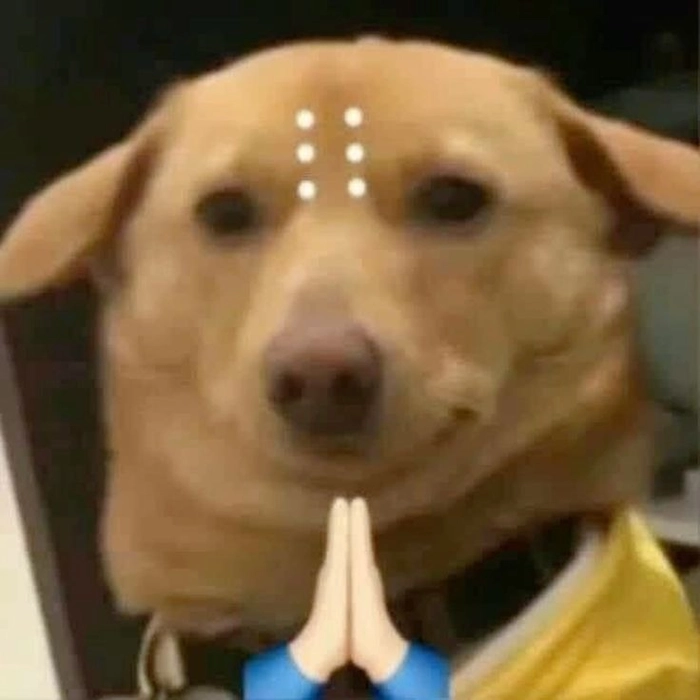 Ảnh chó cỏ meme siêu bựa