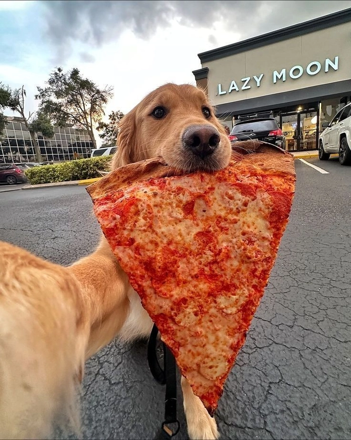 Ảnh chó gặm pizza to hài hước