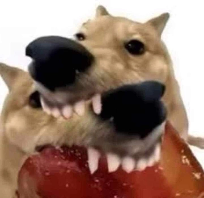 Ảnh chó gặm thịt kho tàu meme