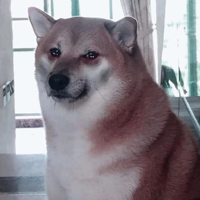 Ảnh chó khóc meme hài hước