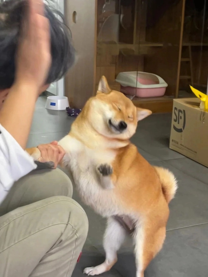 Ảnh chó meme bị đánh