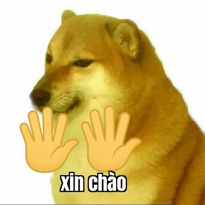 Ảnh chó meme vô tri biểu cảm