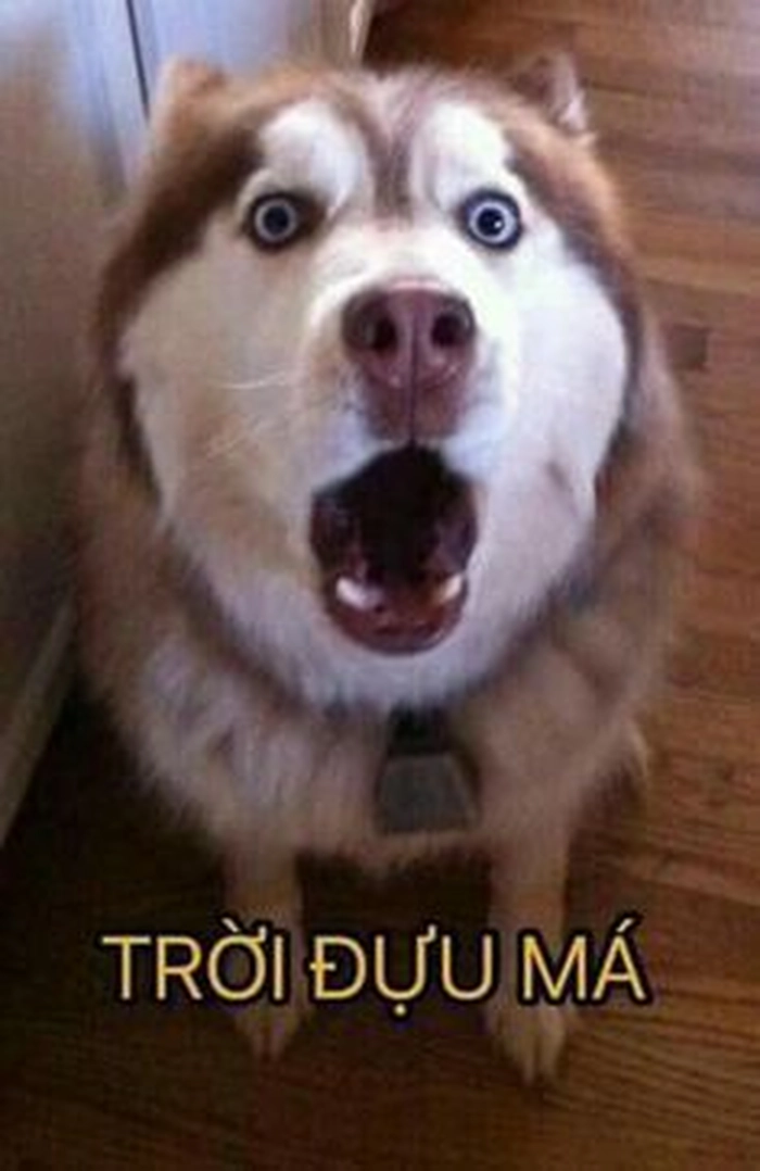 Ảnh chó meme vô tri buồn cười