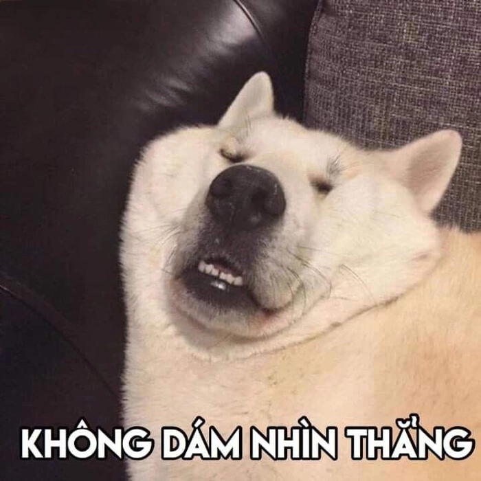 Ảnh chó meme vô tri chất lượng cao