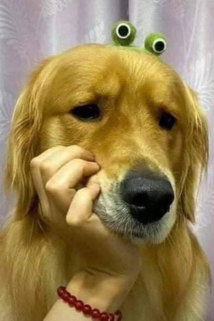 Ảnh chó meme vô tri cười ngất