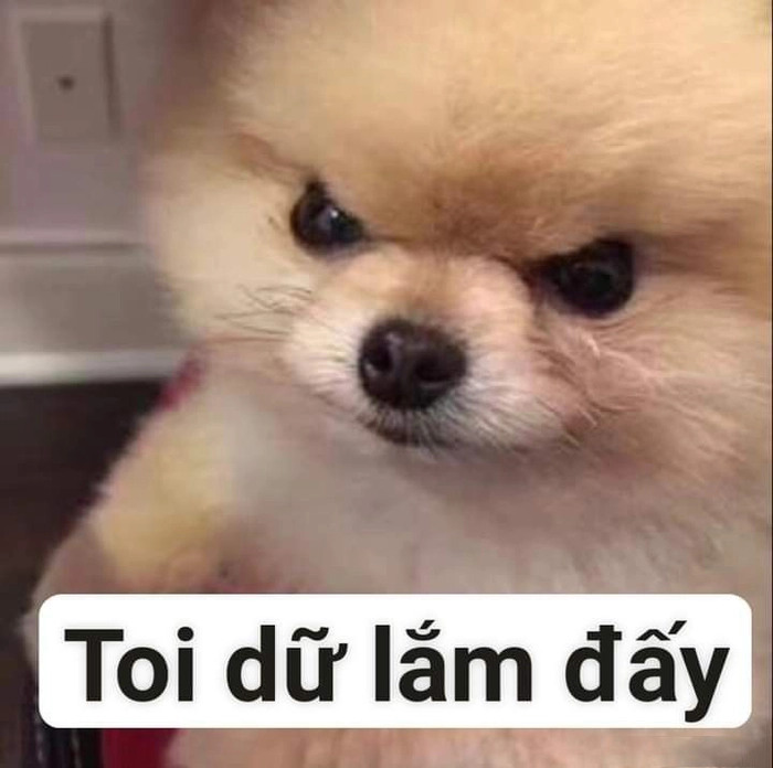 Ảnh chó meme vô tri đáng yêu