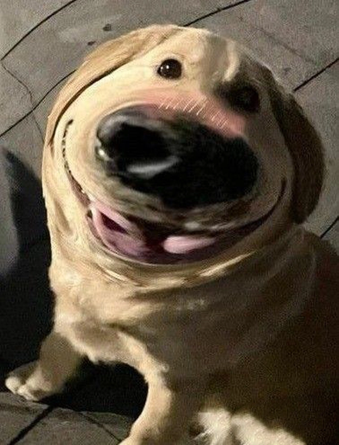 Ảnh chó meme vô tri dễ thương