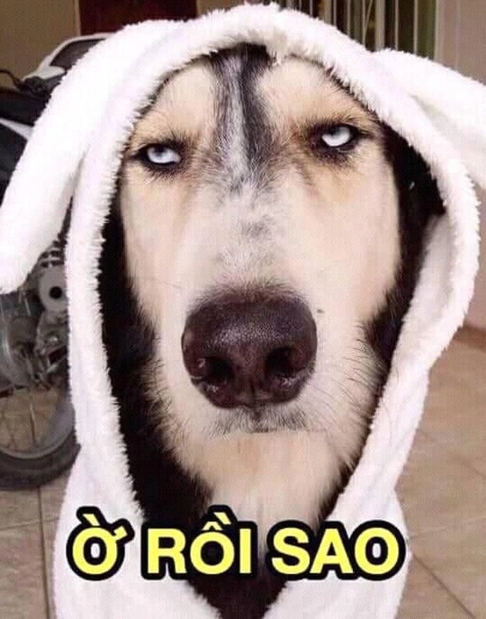 Ảnh chó meme vô tri đơ mặt