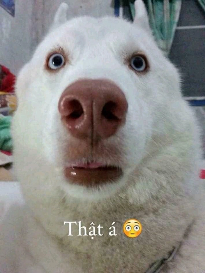 Ảnh chó meme vô tri đơ toàn tập