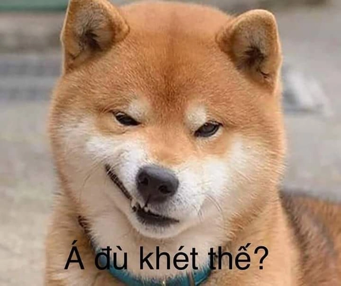 Ảnh chó meme vô tri hài hước
