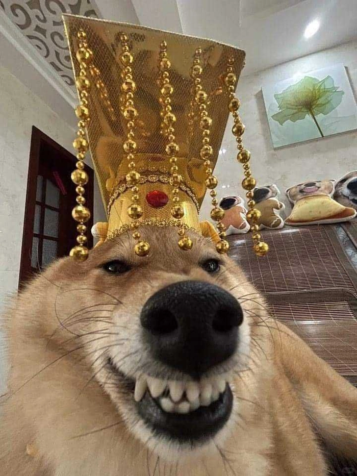 Ảnh chó meme vô tri không cảm xúc