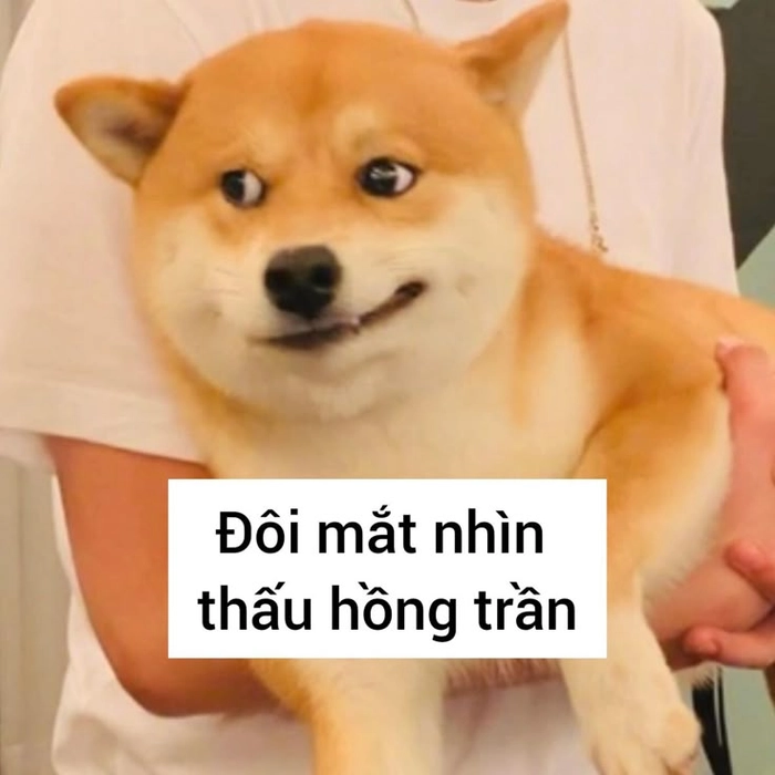Ảnh chó meme vô tri lạnh lùng