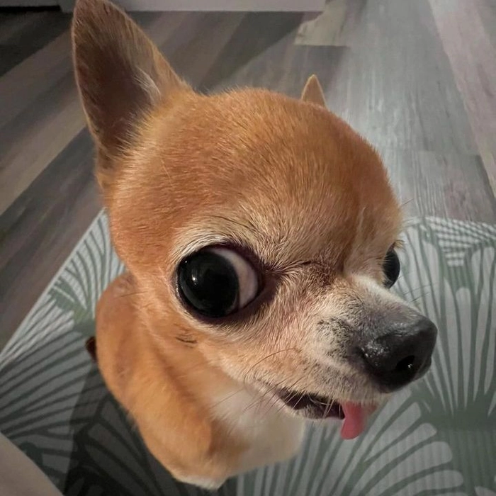 Ảnh chó meme vô tri meme chế