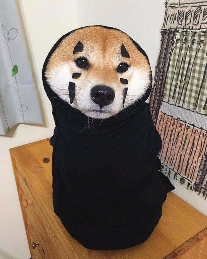 Ảnh chó meme vô tri ngơ ngác