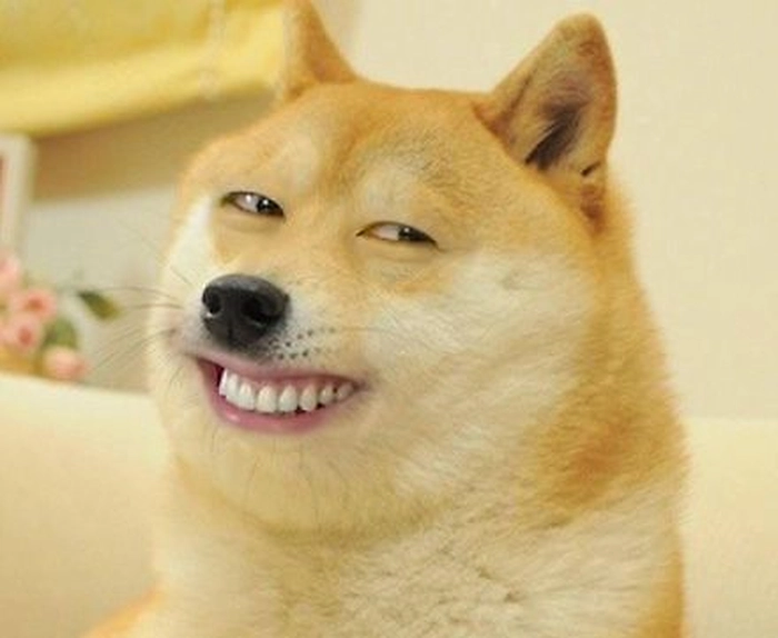 Ảnh chó meme vô tri ngộ nghĩnh