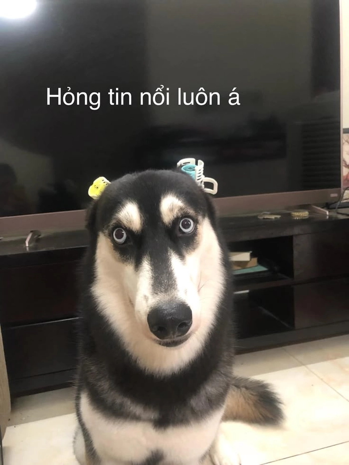 Ảnh chó meme vô tri nhìn là cười