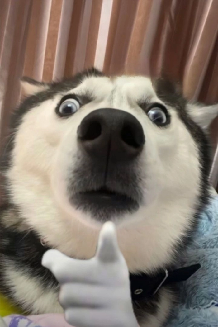 Ảnh chó meme vô tri nhìn phát lú