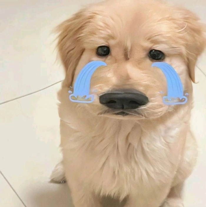 Ảnh chó meme vô tri xuất thần