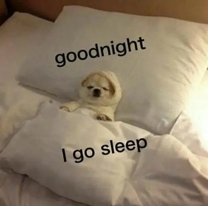Ảnh chó nằm ngủ meme