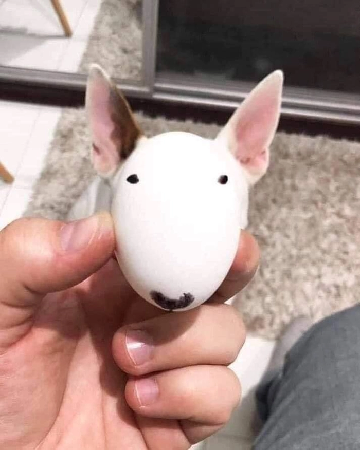 Ảnh chó sục bò meme hài hước