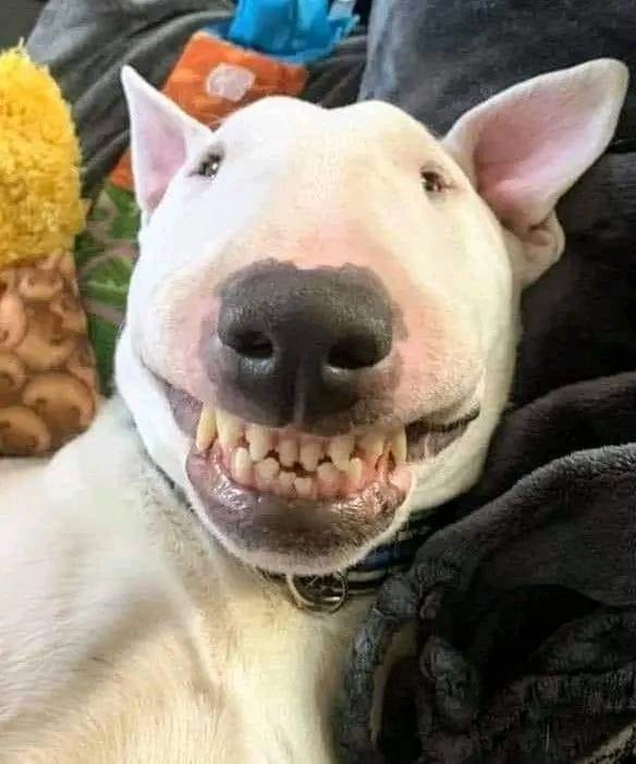 Ảnh chó sục bò meme khoe răng