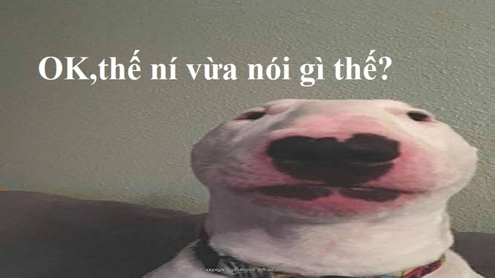 Ảnh chó sục bò meme méo mặt
