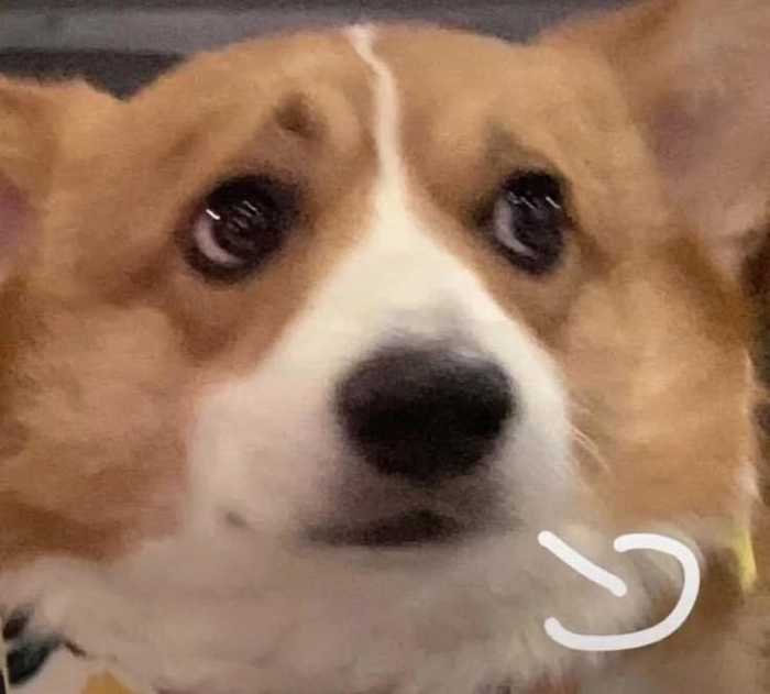 Ảnh con chó buồn meme