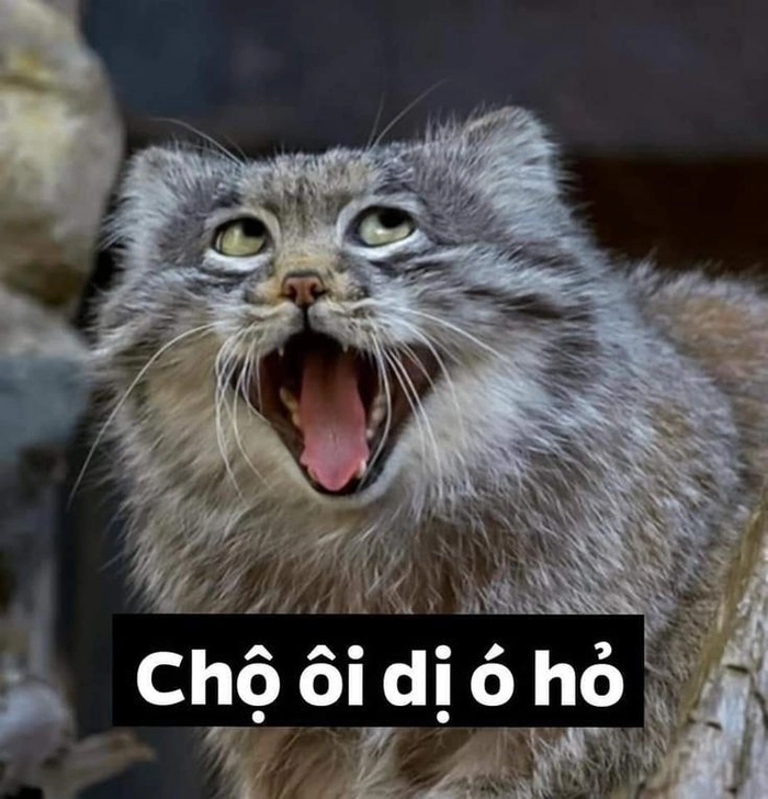 Ảnh con mèo lè lưỡi meme