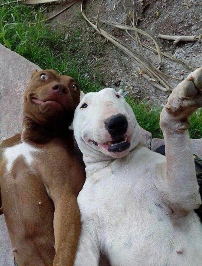 Ảnh meme 2 con chó chụp selfie