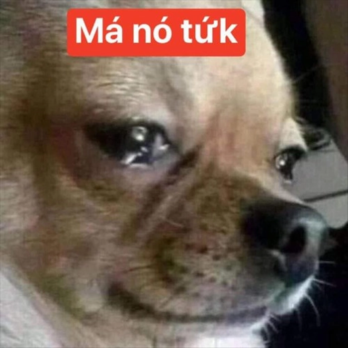 Ảnh meme chó Chihuahua đáng yêu