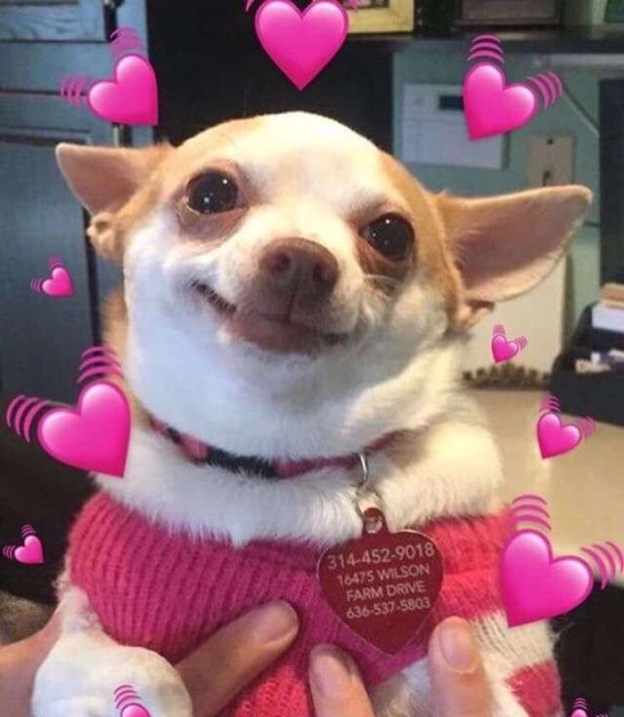 Ảnh meme chó Chihuahua dễ thương