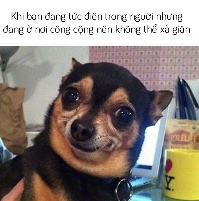 Ảnh meme chó Chihuahua tức giận