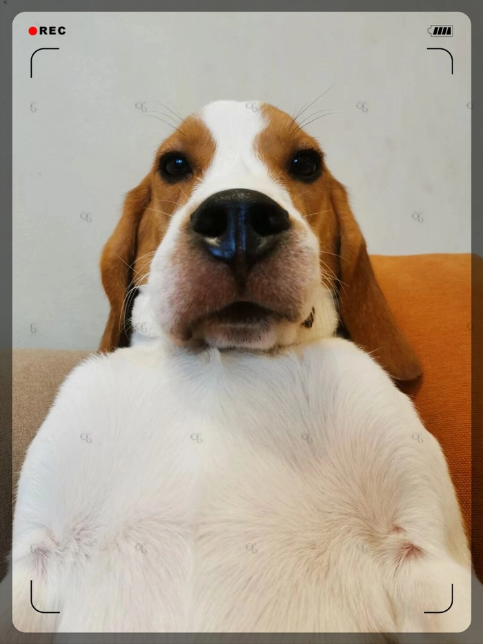 Ảnh meme chó bị ong đốt mới nhất