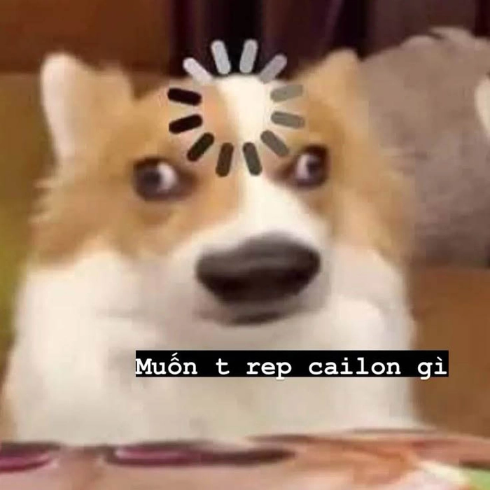 Ảnh meme chó bựa cực mạnh
