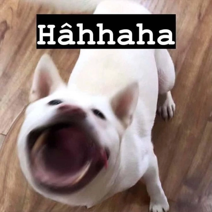 Ảnh meme chó bựa troll